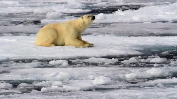 North Pole Bear Walking Melting Ice Sea Water Looking Food — Stockvideo