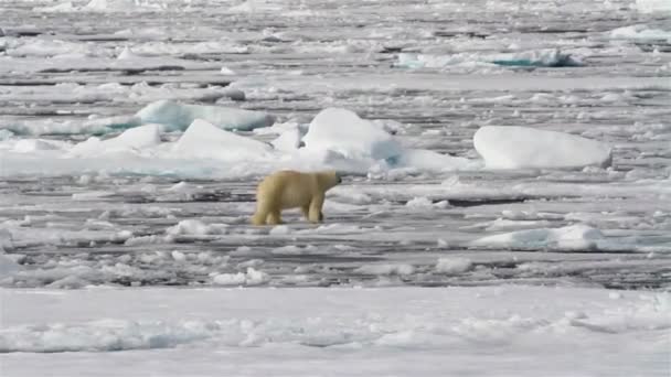 Antarctica Sea Polar Bear Ecosystem Biology Riset Cold Winter Mountain — Stock Video
