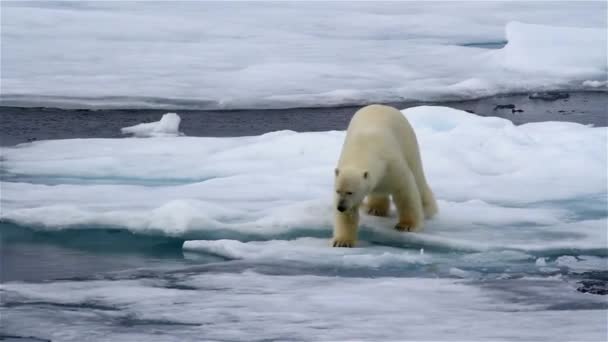 North Pole Bear Walking Melting Ice Sea Water Looking Food — Vídeos de Stock