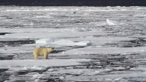 North Pole Bear Walking Melting Ice Sea Water Looking Food — Stockvideo