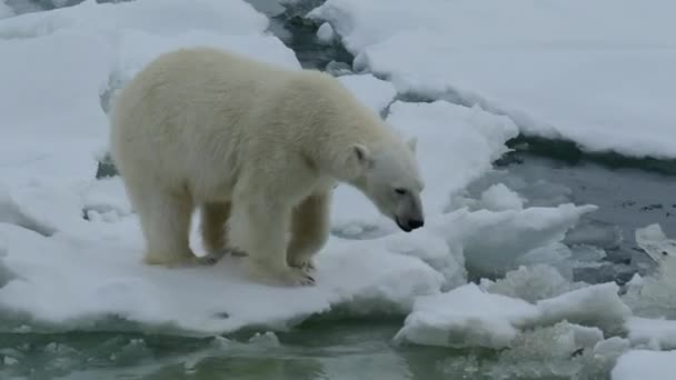 Krása Severní Pól Hledá Antarktidu Sníh Savec Ledovec Záběry Pozadí — Stock video