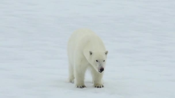 Beauty North Pole Looking Antarctica Snow Mammal Glacier Footage Backgrounds — Video