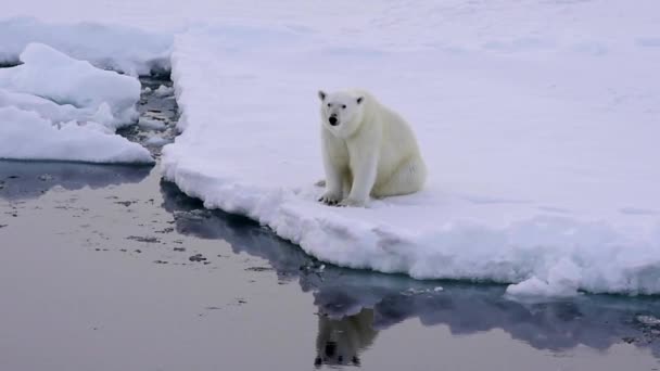 Animal Bonito Antártica Urso Branco Ambiente Filhote Adulto Aventura Vídeo — Vídeo de Stock