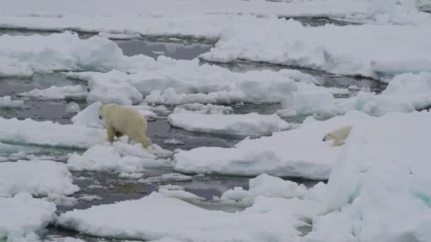 Animal Cute Antarctica White Bear Environment Cub Adult Adventure Video — Stockvideo