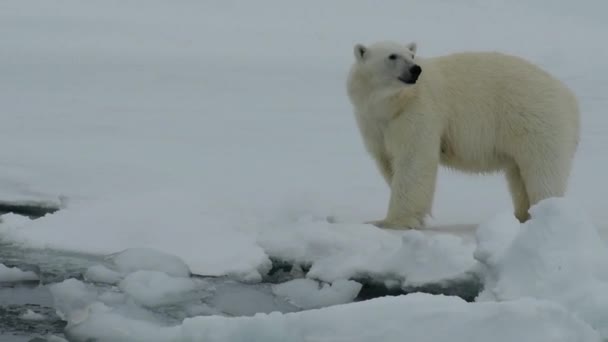 Animal Bonito Antártica Urso Branco Ambiente Filhote Adulto Aventura Vídeo — Vídeo de Stock