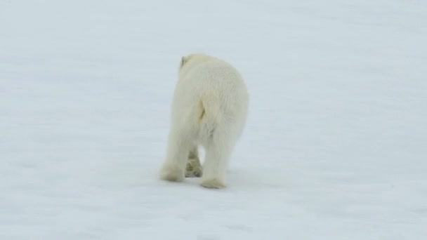 Animal Mignon Antarctica Blanc Ours Environnement Ourson Adulte Aventure Dans — Video