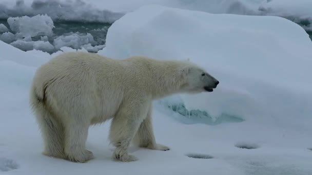 Adult Polar Bear Winter Antarctica Wilderness Nature Northern Predator Backgrounds — Stock Video