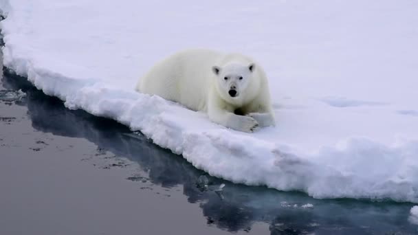 Urso Polar Adulto Inverno Antártica Natureza Natureza Selvagem Norte Predador — Vídeo de Stock