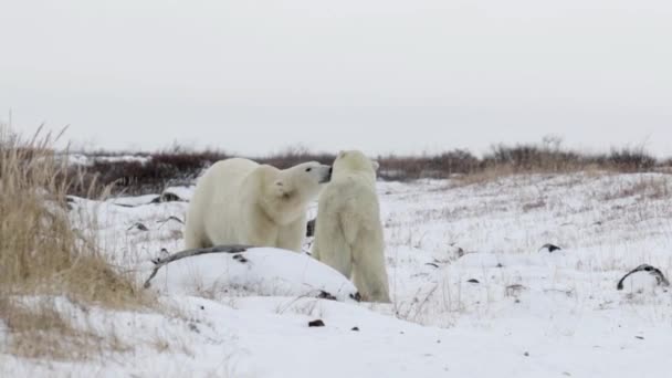 Urso Polar Adulto Inverno Antártica Natureza Natureza Selvagem Norte Predador — Vídeo de Stock