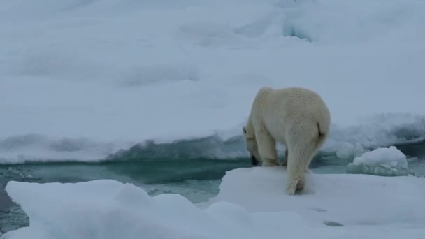 Ενήλικη Πολική Αρκούδα Χειμώνα Antarctica Άγρια Φύση Βόρειο Αρπακτικό Υπόβαθρο — Αρχείο Βίντεο