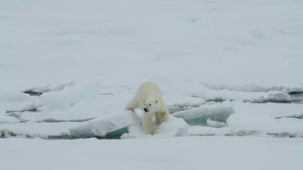 Niedźwiedź Polarny Północ Chodzenie Topniejące Ciepłe Morze Woda Białe Słoneczne — Wideo stockowe