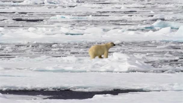 North Pole Bear Walking Melting Ice Sea Water Looking Food — ストック動画