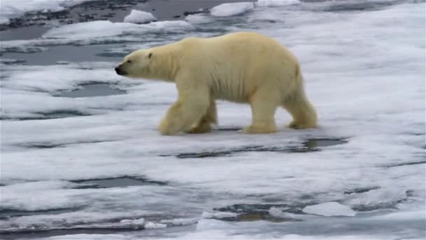 Oso Polar Norte Caminando Derretimiento Calentamiento Del Agua Mar Blanco — Vídeos de Stock