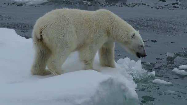 Antarctica Animal North Polar Bear Warming Melting Ice Sea Climate — Stockvideo