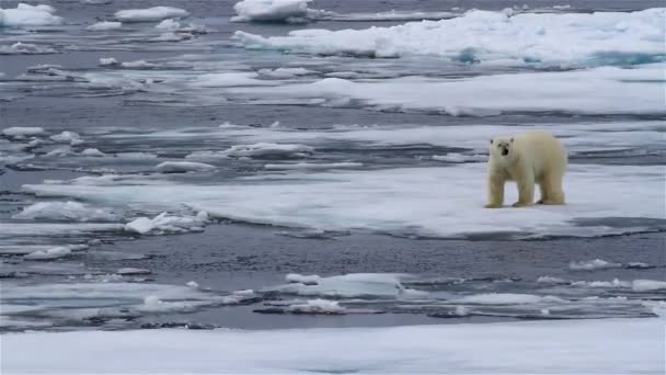 北极北极熊在暖化融化的冰海气候中的背景视频4K — 图库视频影像