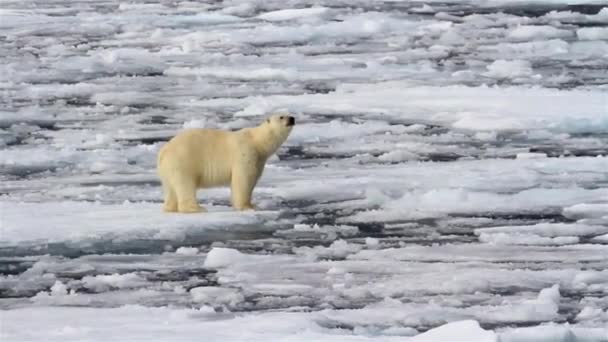 Ambiente Urso Polar Pólo Norte Mudança Climática Com Derretimento Gelo — Vídeo de Stock