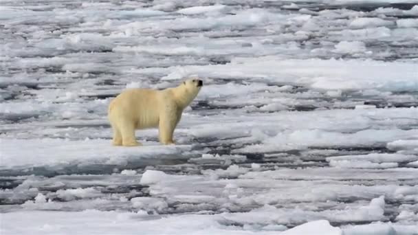 Environnement Pôle Nord Ours Polaire Dans Changement Climatique Avec Fonte — Video