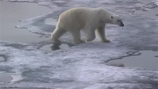 Environment North Pole Polar Bear Climate Change Melting Ice Video — Stock video