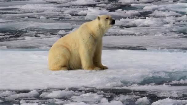 Sea Melting Arctic North Polar Bear Standing Climate Change Warming — Stock video