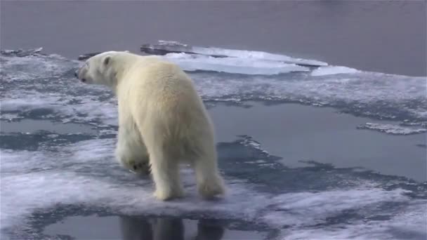 Omgeving Van Noordpool Ijsbeer Klimaatverandering Met Smeltend Ijs Videobeelden — Stockvideo