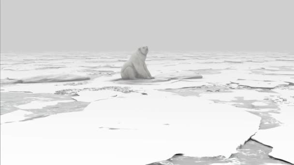 Glace Antarctique Ours Polaire Pôle Nord Glacier Unesco Nature Ours — Video