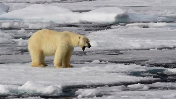Ledový Antarktický Lední Medvěd Severní Pól Ledovec Unesco Divočina Medvěd — Stock video