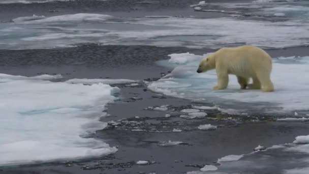 Ice Antarctica Polar Bear North Pole Glacier Unesco Wilderness Bear — Stockvideo