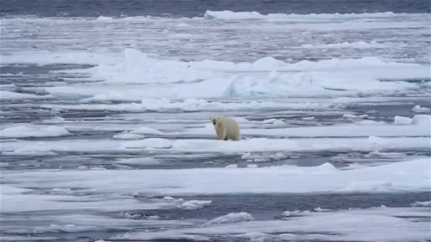 Ambiente Neve Urso Polar Norte Encontrar Alimentos Iceberg Imagens Fundos — Vídeo de Stock