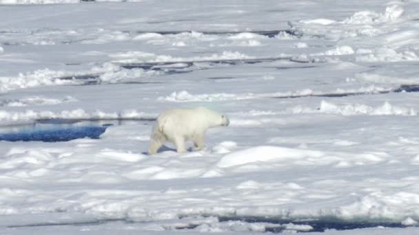 Snow Environment North Polar Bear Finding Foods Iceberg Footage Backgrounds — Stock Video