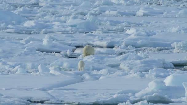 Snow Environment North Polar Bear Finding Foods Iceberg Footage Backgrounds — Stock Video
