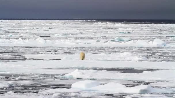 Arctic Polar Bear Walking Ice Winter North Pole Iceberg Video — Stock Video