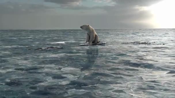 Sea Melting Arctic North Polar Bear Climate Change Warming Earth — Stock videók