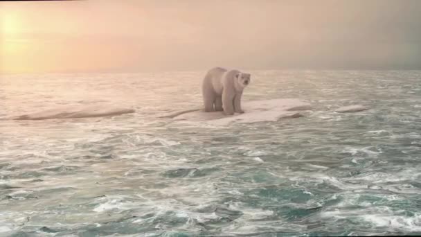 Αρκτική Πολική Αρκούδα Πόδια Πάγο Χειμώνα Στο Βόρειο Πόλο Παγόβουνου — Αρχείο Βίντεο