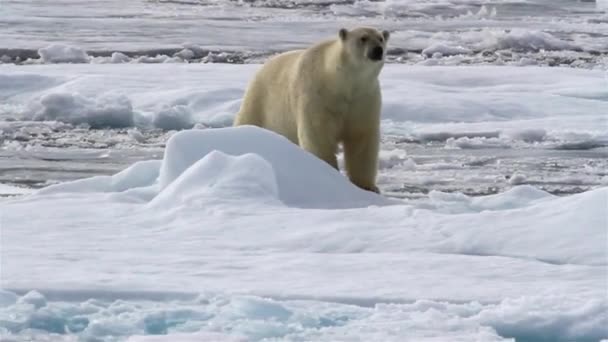 Arctic Polar Bear Walking Ice Winter North Pole Iceberg Video — Stockvideo