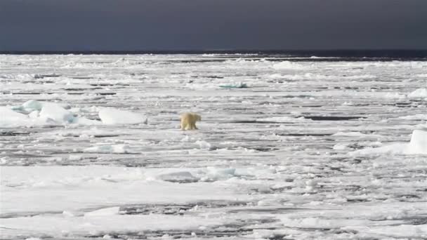 Bära Vinter Isbjörnar Arktiska Spetsbergen Resa Fryst Video Bakgrunder — Stockvideo