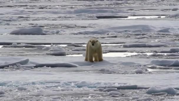 Bear Winter Polar Bears Arctic Spitsbergen Travel Frozen Video Backgrounds — Stock Video