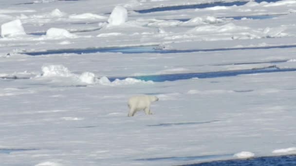 Polar Bear Glacier North Pole Iceberg Cold Walking Illustration Footage — Stok video