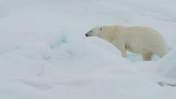 Polar Bear Glacier North Pole Iceberg Cold Walking Illustration Footage — Wideo stockowe