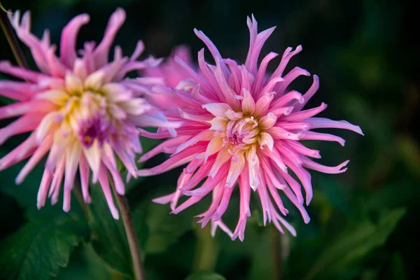 elegant and pretty pink dahlia at garden in the morning