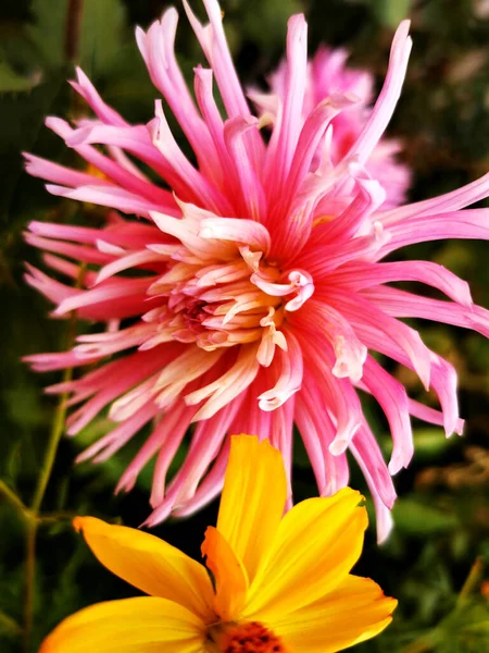 Fresh Pink Dahlia Garden Close — Stock Photo, Image