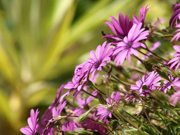 Roze Madeliefjes Van Kaap Wazige Achtergrond — Stockfoto