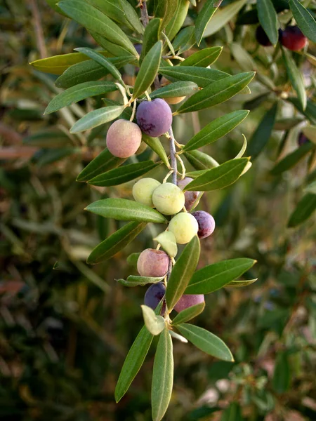 Arbequina Típusú Olajbogyó Ágon — Stock Fotó