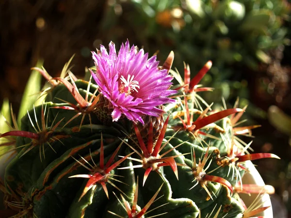 Virágzó Kaktusz Kertben Teljes Nap — Stock Fotó