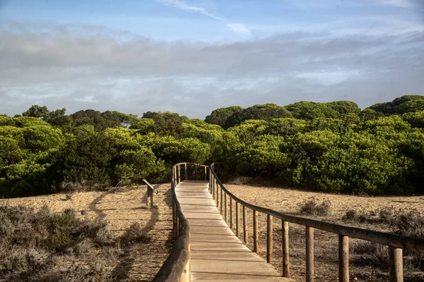 Holzsteg Zwischen Den Kiefern Den Strand Erreichen — Stockfoto