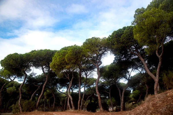 Yeşil Yapraklı Çam Ağaçları Mavi Gökyüzünde Dolambaçlı Gövdeler — Stok fotoğraf