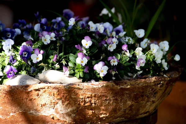 Viola Tricolor Tricolor Árvácskák Öreg Agyagedényen — Stock Fotó