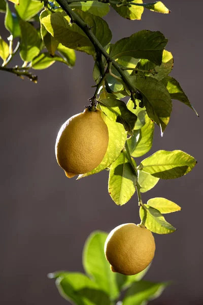 Dos Limones Colgando Rama — Foto de Stock