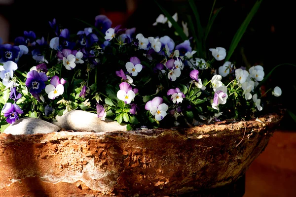Viola Tricolor Tricolor Árvácskák Öreg Agyagedényen — Stock Fotó