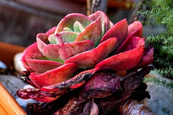 Sappige Plant Rijping Winter — Stockfoto