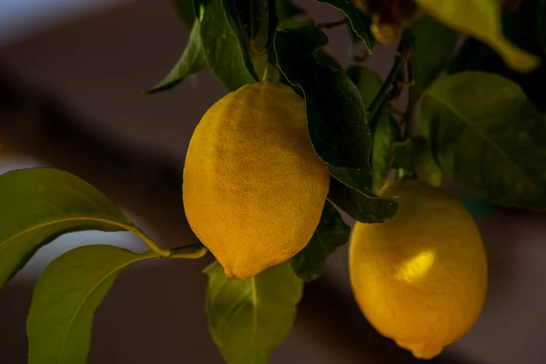 Limones Naturales Que Cuelgan Rama — Foto de Stock